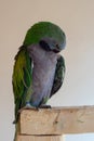 Parrot Royalty Free Stock Photo