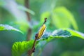 Insects macro photography in summer Royalty Free Stock Photo