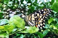 Black doted big butterfly in a lime plant