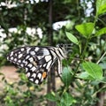 Black doted big butterfly in a lime plant