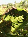 Insects are making their home with acajou leaves.