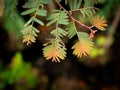 Insects Marks Eating The Indian Goose-Berry Leaves