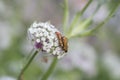 Insects mating on flower