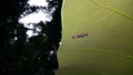 Insects mating on taro leaves. Locust-type insects land on taro leaves