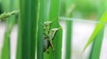 Insects mating