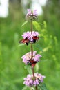 Insects on meadow flowers