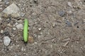 Photo of a large green caterpillar crawling on brown ground and pebbles. Royalty Free Stock Photo