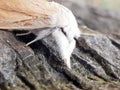 Insects with background depthfield Royalty Free Stock Photo