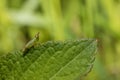 Insects Nature Photography, Pyin Oo Lwin