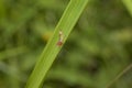 Insects Nature Photography, Pyin Oo Lwin