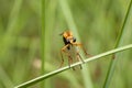 Insects Nature Photography, Pyin Oo Lwin