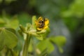 Insects Nature Photography, Pyin Oo Lwin