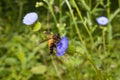 Insects Nature Photography, Pyin Oo Lwin