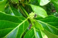 Insects on noni plant