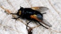 Insects - Noon Fly, Fly, Mesembrina meridiana