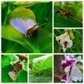 Different types of Insects Collection Picture for life Science Book Royalty Free Stock Photo