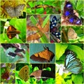 Collection of insects in a box Royalty Free Stock Photo