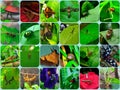 Collection of insects in a box Royalty Free Stock Photo