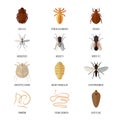 Insects parasite vermin nature pest beetle danger animal repellent wildlife disease bug vector illustration.