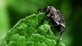 Insects - Pea or Bean Weevil, Sitona hispidulus