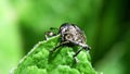 Insects - Pea or Bean Weevil, Sitona hispidulus