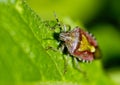 Insects, pentatomidae Royalty Free Stock Photo