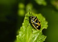 Insects, pentatomidae