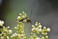 Insects perch on flowers and leaves Royalty Free Stock Photo