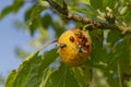 Insects on Plums and fruit Royalty Free Stock Photo