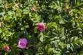 Insects pollinate a bush of pink roses