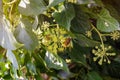 Insects pollinate flowering umbrella plant. Disguising an insect as bee. Close-up. Royalty Free Stock Photo