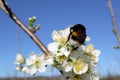 Insects pollinate flowers