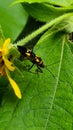 Insects pollinate to give food