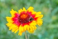 Insects Pollinating Flowers gaillardia aristata Royalty Free Stock Photo