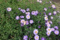 Insects pollinating violet flowers of New York aster