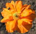 Insects on poppy flower Royalty Free Stock Photo