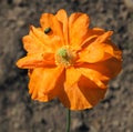 Insects on poppy flower Royalty Free Stock Photo