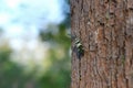 Insects Pyrops candelaria or The elephant trunk beetle has a yellowish green color as the point is found by branches on the tree Royalty Free Stock Photo