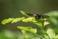 Insects from the rainforest. Royalty Free Stock Photo