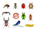 Insects. Realistic flies dragonflies ants insect pests larvae butterflies decent vector colored pictures of scarab or