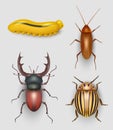 Insects realistic. Flying bugs crawling pest beetle garden grubs butterfly decent vector illustrations isolated