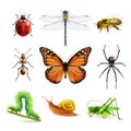 Insects realistic set Royalty Free Stock Photo