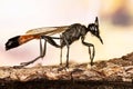 Red-banded Sand Wasp, Red Banded Sand Wasp, Ammophila sabulosa