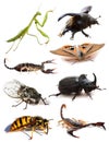Insects and scorpions Royalty Free Stock Photo