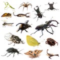 Insects and scorpions Royalty Free Stock Photo