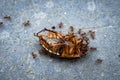 Insects Selective Focused ants killing, life on earth Micro Photography