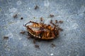 Insects Selective Focused ants killing, life on earth Micro Photography