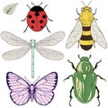 Insects set drawing