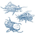 Insects set Royalty Free Stock Photo