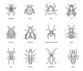 Insects icons set. Isolated editable vector illustration